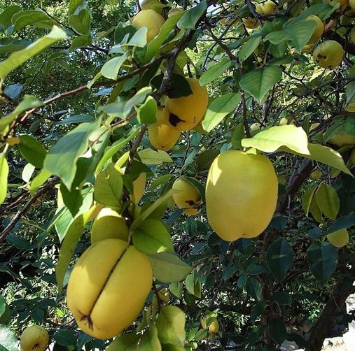 Chaenomeles seeds  Japanese Quince  japonica